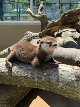 日立市かみね動物園に投稿された画像（2024/6/8）
