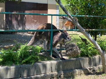 日立市かみね動物園に投稿された画像（2024/6/8）