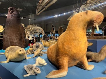 特別展「大哺乳類展３－わけてつなげて大行進」に投稿された画像（2024/6/8）