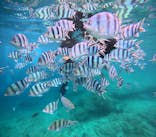 沖縄マリンサービス碧に投稿された画像（2024/6/8）