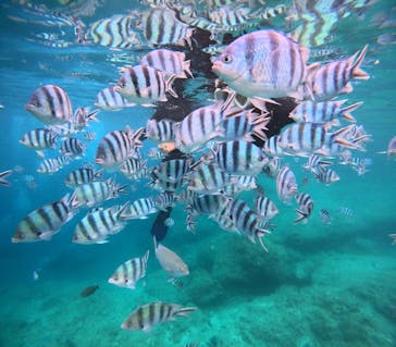 沖縄マリンサービス碧に投稿された画像（2024/6/8）