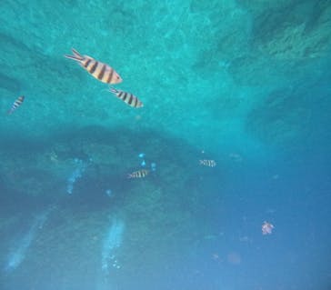 沖縄マリンサービス碧に投稿された画像（2024/6/8）