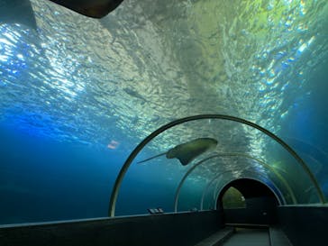 串本海中公園水族館に投稿された画像（2024/6/8）