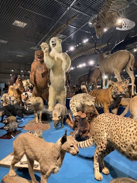 特別展「大哺乳類展３－わけてつなげて大行進」に投稿された画像（2024/6/8）