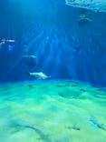 アクアワールド茨城県大洗水族館に投稿された画像（2024/6/8）