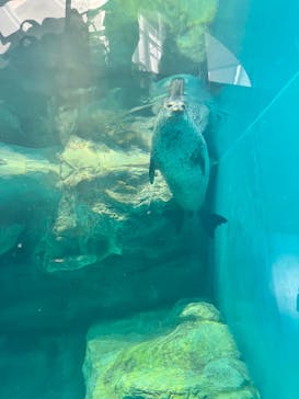 アクアワールド茨城県大洗水族館に投稿された画像（2024/6/8）