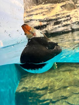 アクアワールド茨城県大洗水族館に投稿された画像（2024/6/8）