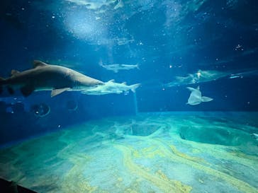アクアワールド茨城県大洗水族館に投稿された画像（2024/6/8）