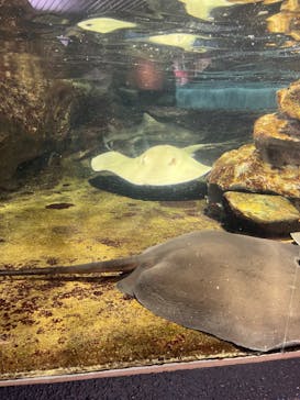 鴨川シーワールドに投稿された画像（2024/6/8）