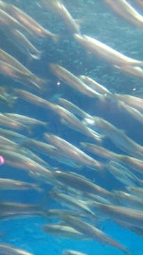 名古屋港水族館に投稿された画像（2024/6/8）