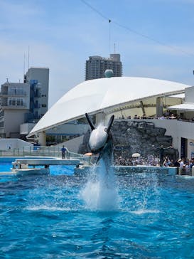 鴨川シーワールドに投稿された画像（2024/6/8）
