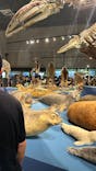 特別展「大哺乳類展３－わけてつなげて大行進」に投稿された画像（2024/6/8）
