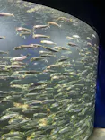 サンシャイン水族館に投稿された画像（2024/6/8）