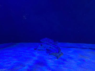 サンシャイン水族館に投稿された画像（2024/6/8）