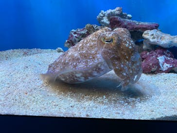 サンシャイン水族館に投稿された画像（2024/6/8）