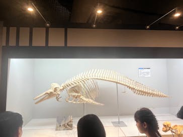 特別展「大哺乳類展３－わけてつなげて大行進」に投稿された画像（2024/6/8）