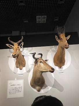 特別展「大哺乳類展３－わけてつなげて大行進」に投稿された画像（2024/6/8）