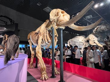 特別展「大哺乳類展３－わけてつなげて大行進」に投稿された画像（2024/6/8）
