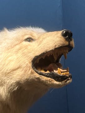 特別展「大哺乳類展３－わけてつなげて大行進」に投稿された画像（2024/6/8）