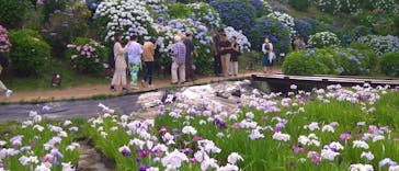 小田原城に投稿された画像（2024/6/8）