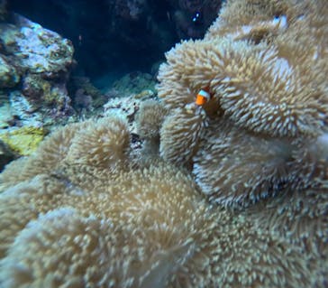  マリンショップHAPPYに投稿された画像（2024/6/8）