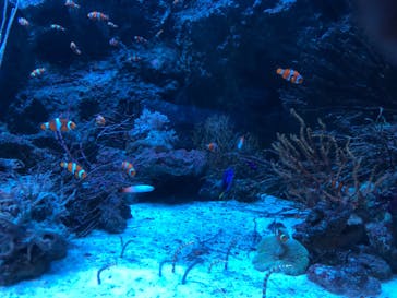 マクセル アクアパーク品川に投稿された画像（2024/6/8）