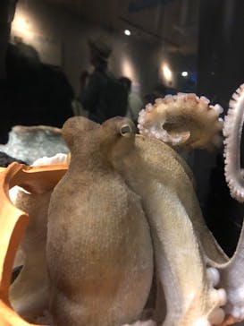 しながわ水族館に投稿された画像（2024/6/8）