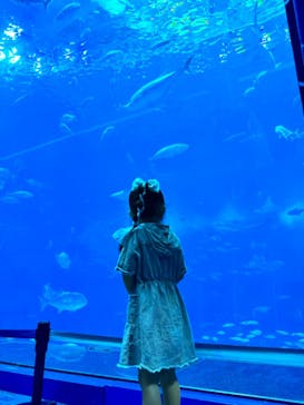 沖縄美ら海水族館に投稿された画像（2024/6/8）