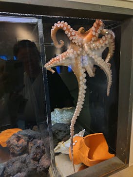 しながわ水族館に投稿された画像（2024/6/8）