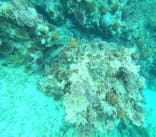 石垣島 ADVENTURE PiPi（イシガキジマアドベンチャーピピ）に投稿された画像（2024/6/8）