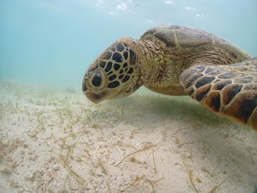 初心者専門宮古島シュノーケリングツアーに投稿された画像（2024/6/7）