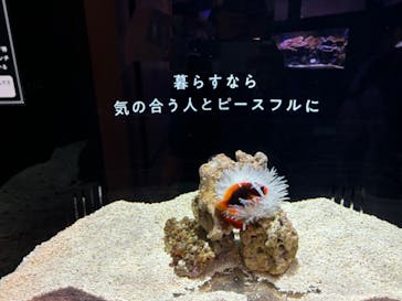 横浜開運水族館 フォーチュンアクアリウムに投稿された画像（2024/6/8）