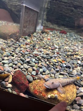 滋賀県立琵琶湖博物館に投稿された画像（2024/6/8）