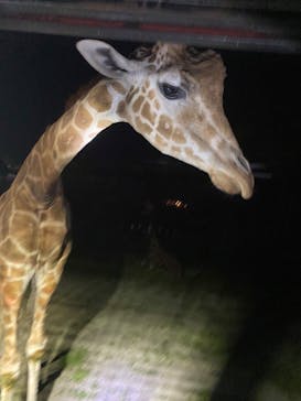 那須サファリパークに投稿された画像（2024/6/8）