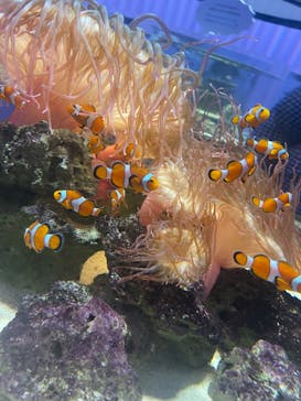 NIFREL（ニフレル）に投稿された画像（2024/6/8）