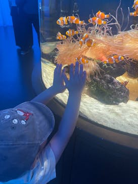 NIFREL（ニフレル）に投稿された画像（2024/6/8）