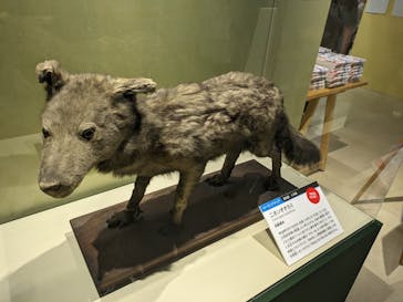 特別展「大哺乳類展３－わけてつなげて大行進」に投稿された画像（2024/6/8）