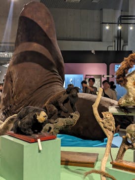 特別展「大哺乳類展３－わけてつなげて大行進」に投稿された画像（2024/6/8）