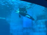 名古屋港水族館に投稿された画像（2024/6/9）
