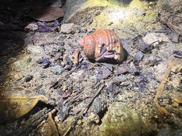 石垣島 ADVENTURE PiPi（イシガキジマアドベンチャーピピ）に投稿された画像（2024/6/8）