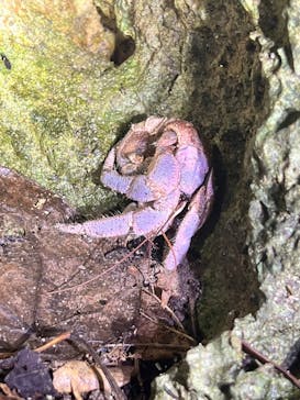 石垣島 ADVENTURE PiPi（イシガキジマアドベンチャーピピ）に投稿された画像（2024/6/8）