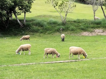 淡路ファームパーク イングランドの丘に投稿された画像（2024/6/8）