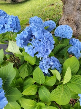 淡路ファームパーク イングランドの丘に投稿された画像（2024/6/8）