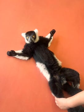 那須ワールドモンキーパークに投稿された画像（2024/6/8）