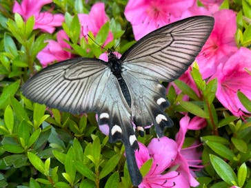 彫刻の森美術館に投稿された画像（2024/6/9）