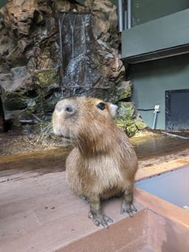 カワスイ 川崎⽔族館に投稿された画像（2024/6/9）