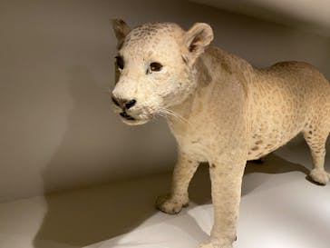 特別展「大哺乳類展３－わけてつなげて大行進」に投稿された画像（2024/6/9）