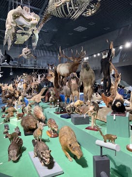 特別展「大哺乳類展３－わけてつなげて大行進」に投稿された画像（2024/6/9）