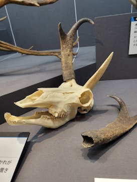特別展「大哺乳類展３－わけてつなげて大行進」に投稿された画像（2024/6/9）