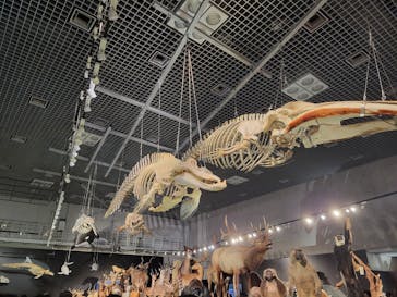 特別展「大哺乳類展３－わけてつなげて大行進」に投稿された画像（2024/6/9）